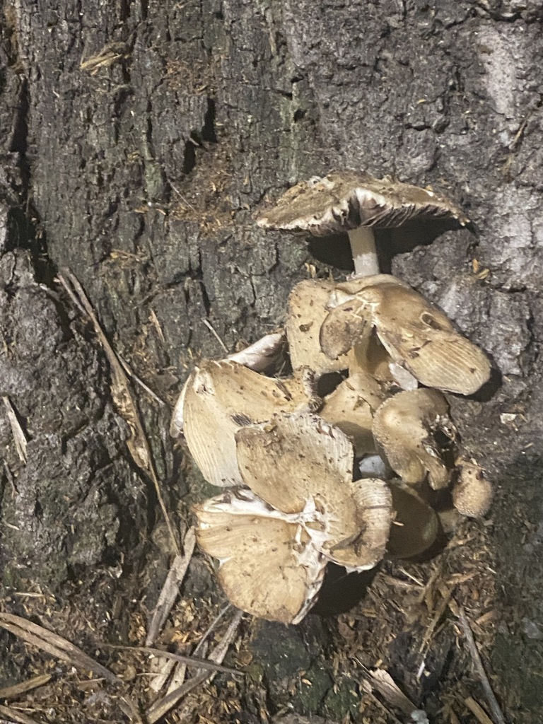 Candolleomyces candolleanus · October 2025 · photo: © carancho (iNaturalist, cc-by)