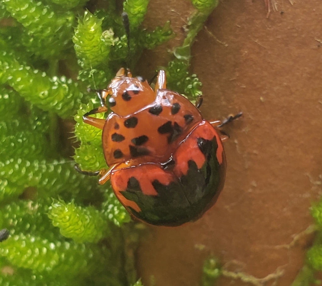 Iphiclus subsanguineus