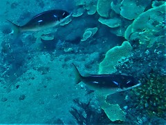 Scolopsis xenochrous