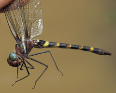 Macromia cupricincta
