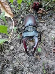 Lucanus cervus