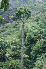 Brasiliopuntia brasiliensis