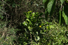 Brasiliopuntia brasiliensis
