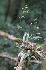 Encyclia selligera
