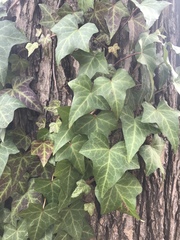 Hedera helix