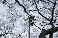 Brasiliopuntia brasiliensis