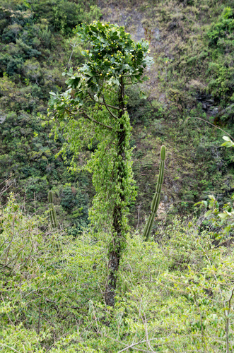 Brasiliopuntia brasiliensis