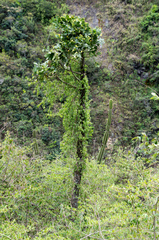 Brasiliopuntia brasiliensis