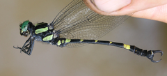 Lamelligomphus castor