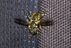 Quichuana