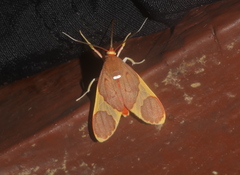 Trichromia lophosticta