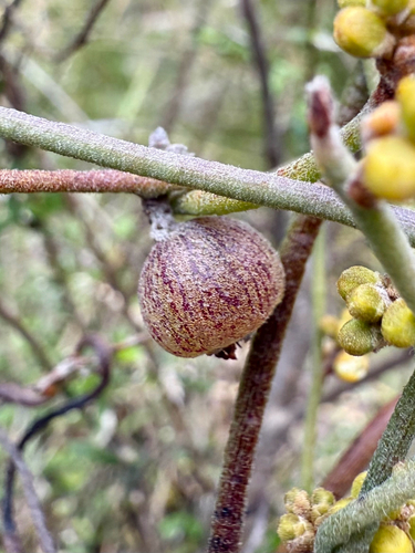 Cassytha pubescens iNat (3)