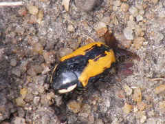Phoxomela umbrosa