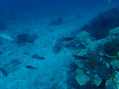 Scolopsis xenochrous