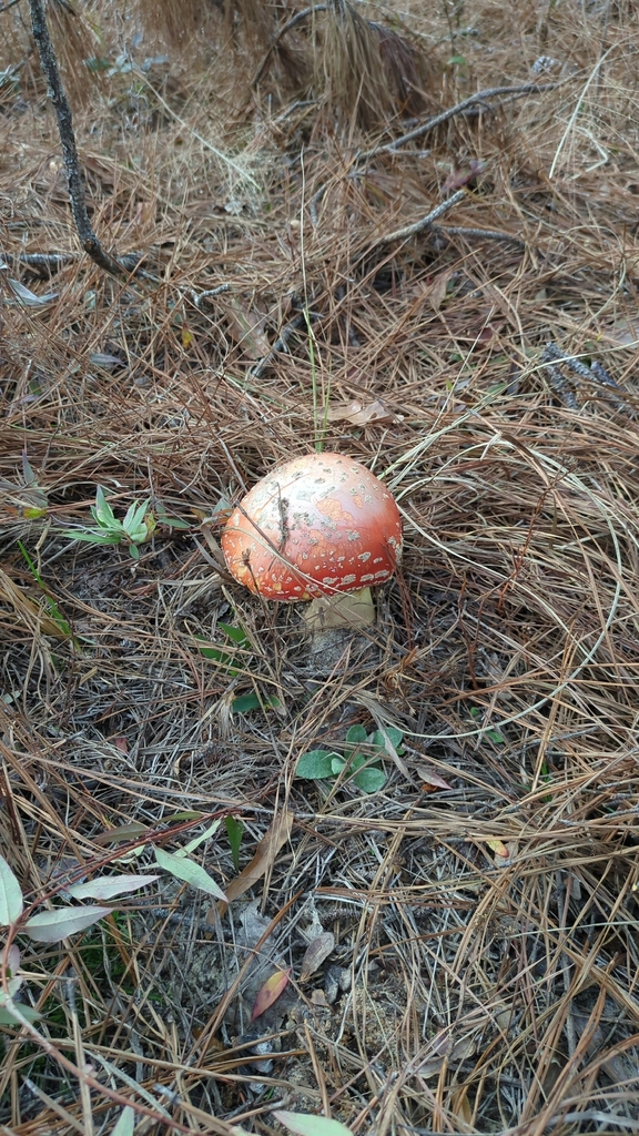 Amanita persicina · December 2025 · photo: © dwilkins (iNaturalist, cc-by)