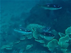 Scolopsis xenochrous