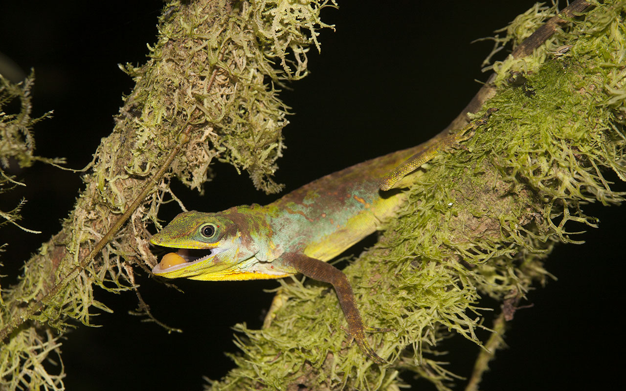 Kuna Yala Anole photo 8