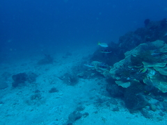 Scolopsis xenochrous