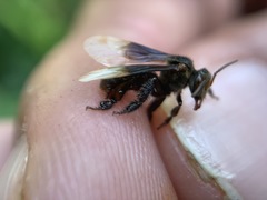 Homotrigona apicalis