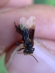 Homotrigona apicalis