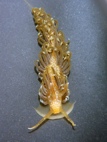 Brazilian Aeolid