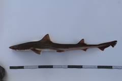 Mustelus henlei