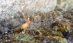 Spurilla braziliana