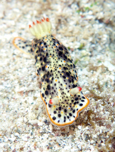 Dall's Chromodorid