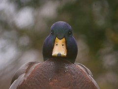 Anas platyrhynchos