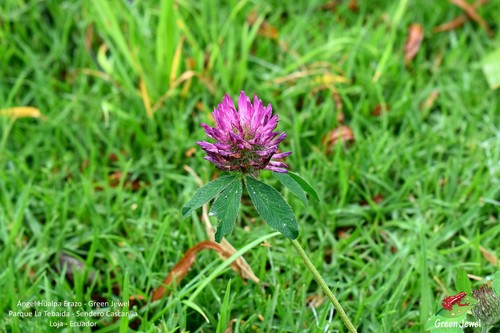 Trifolium pratense image