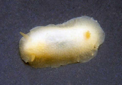 Ernst's Dorid