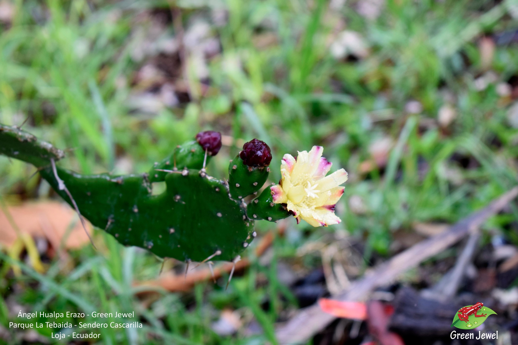 Opuntia monacantha image