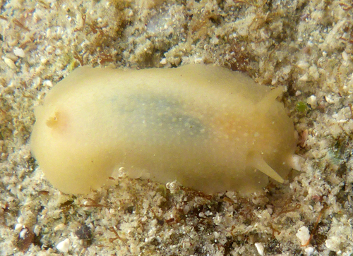 Ernst's Dorid