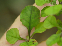 Coprosma spathulata spathulata
