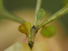 Coprosma spathulata spathulata
