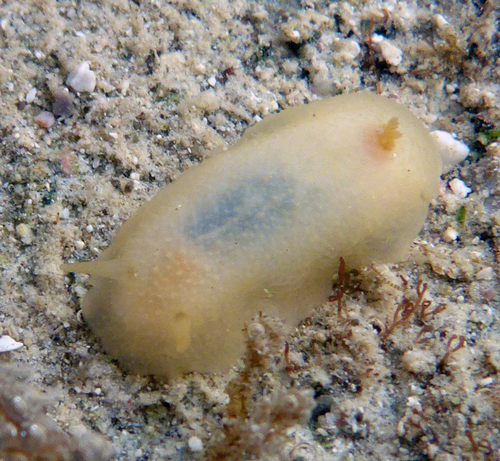 Ernst's Dorid