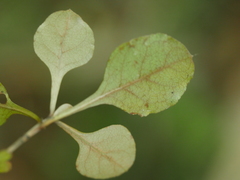Coprosma spathulata spathulata