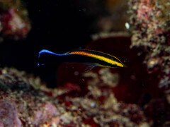 Black-Spot Cleaner Wrasse photo 3
