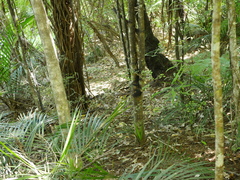 Coprosma spathulata spathulata