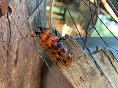Cissites maculata photo 5