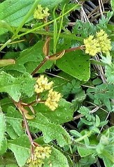Valerianella coronata