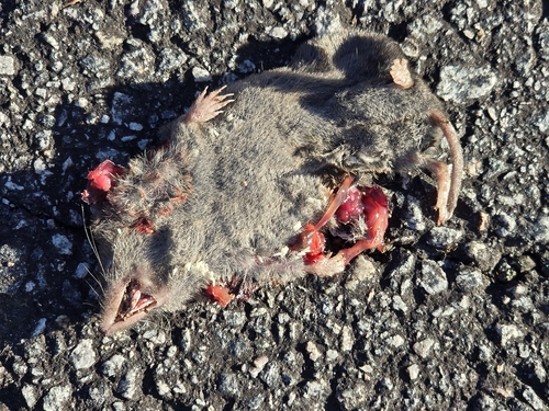 Southern Short-tailed Shrew observed by rebecca145