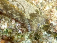 Navanax aenigmaticus