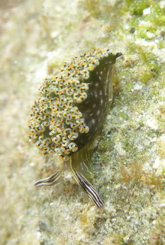 Diomedes' Sapsucker