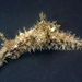 Rickett's Sea Hare - Photo (c) Robin Gwen Agarwal, some rights reserved (CC BY-NC), uploaded by Robin Gwen Agarwal
