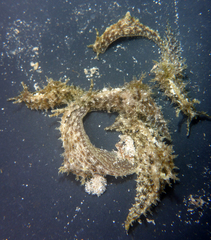 Stylocheilus rickettsi