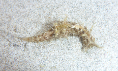 Stylocheilus rickettsi