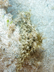 Stylocheilus rickettsi