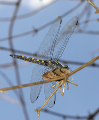 Onychothemis testacea