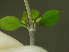 Coprosma tenuicaulis
